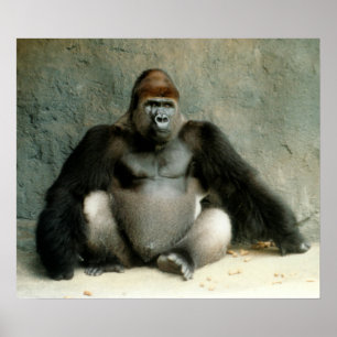 Pôster Silverback Gorilla Print