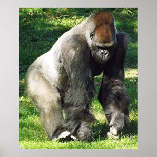 Poster Silverback Male Lowland Gorilla Em Pé