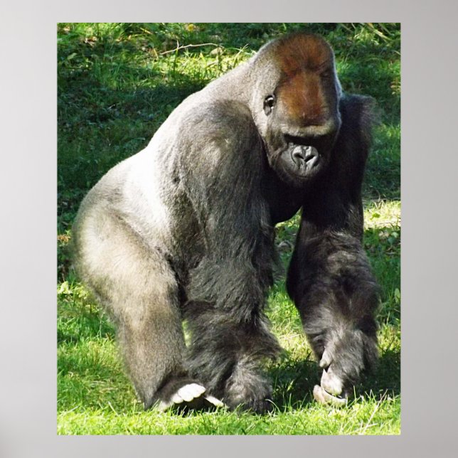 Poster Silverback Male Lowland Gorilla Em Pé (Frente)