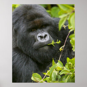 Poster Silverback Mountain Gorilla