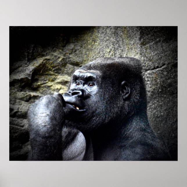 Poster Silverback Mountain Gorilla Thinking (Frente)
