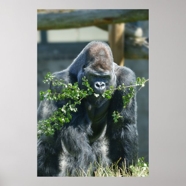 Poster Silverback Splendor (Frente)