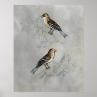 Silvered Aviary | Duas Aves