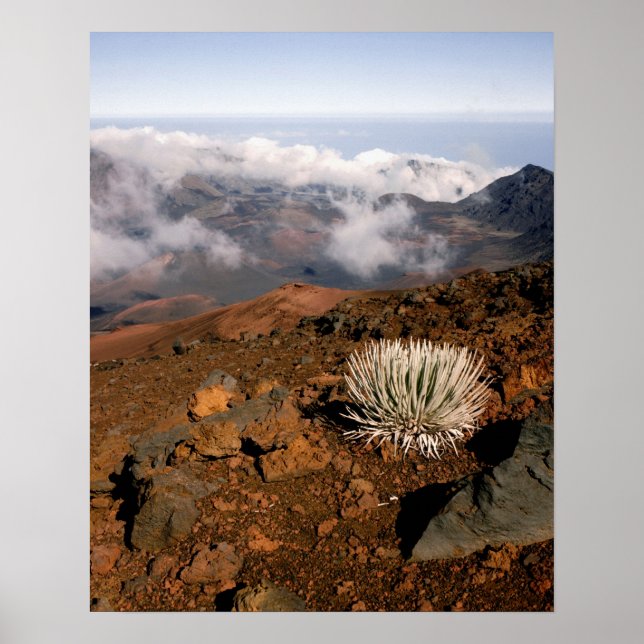 Pôster Silversword no cume da cratera Haleakala a partir  (Frente)