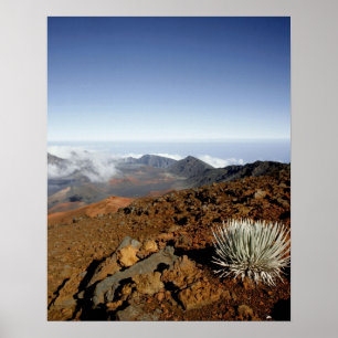 Poster Silversword no cume da cratera Haleakala de perto