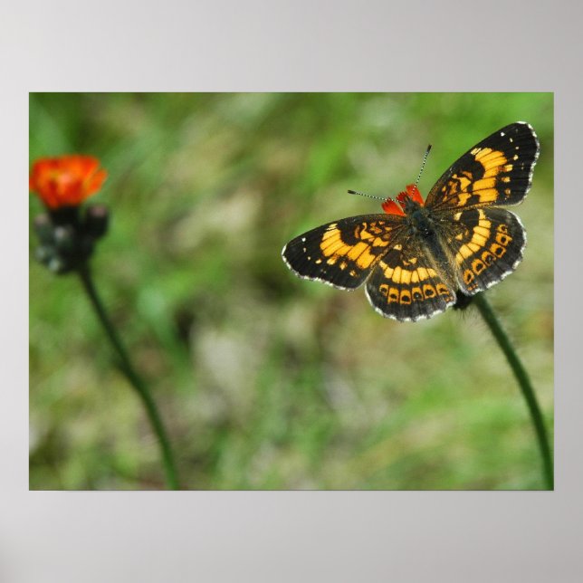 Pôster Silvery Checkerspot (Frente)