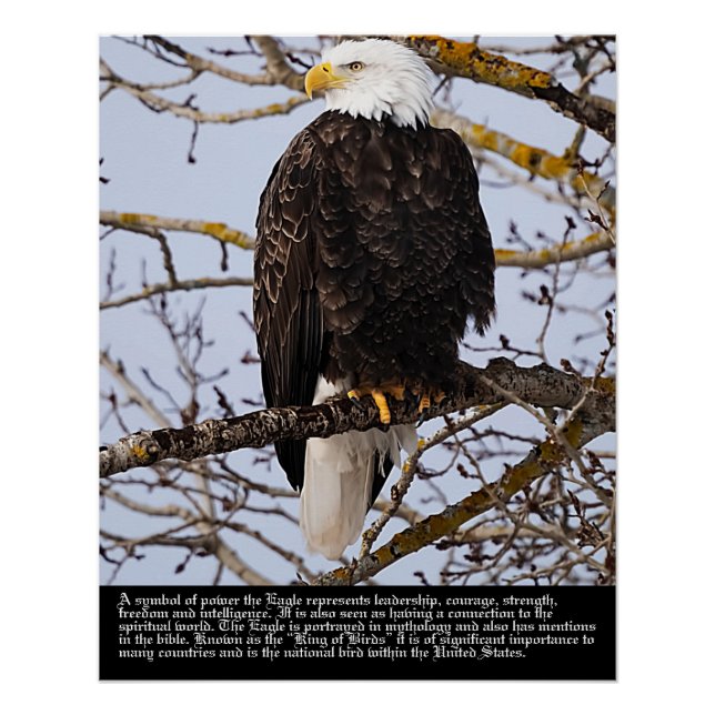 Pôster Símbolo da águia (Frente)