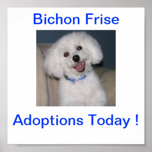 Poster Símbolo de Adoção Hoje em Bichon Frise