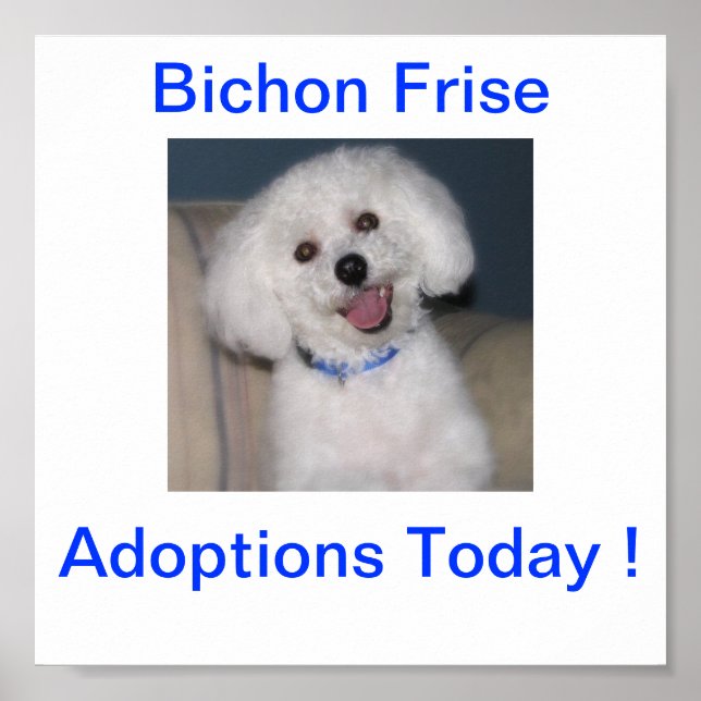 Poster Símbolo de Adoção Hoje em Bichon Frise (Frente)