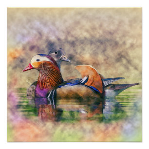 Pôster Símbolo de Feng Shui dos patos de mandarino da