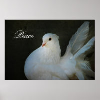 Símbolo de paz da pomba branca