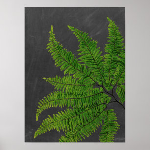 Poster Sinal de Fern com Chalkboard Background no 5