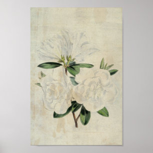 Poster Sinalizador Botânico Vintage de Truce Azalea