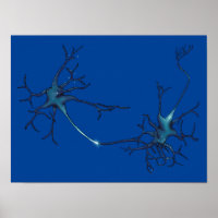 Sinapse Entre Neurônios, Neurônio da Neurociência