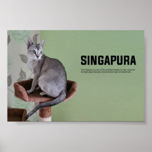 Poster Singapura Breed