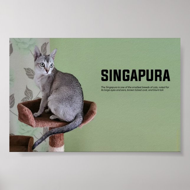 Poster Singapura Breed (Frente)