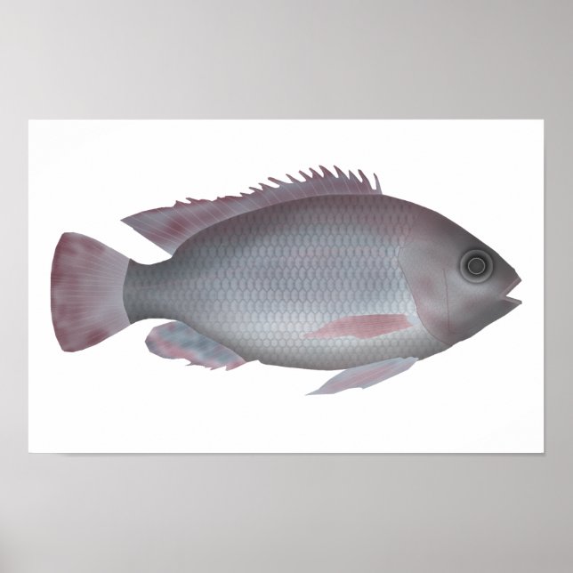 Poster Singida Tilapia (Frente)