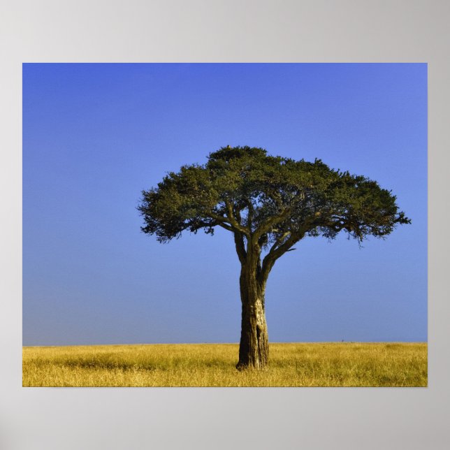 Poster Single Acacia tree on grassy plains, Masai Mara, (Frente)