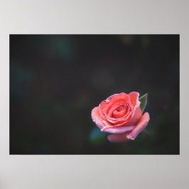 Poster Single Pink Rose with Dew
