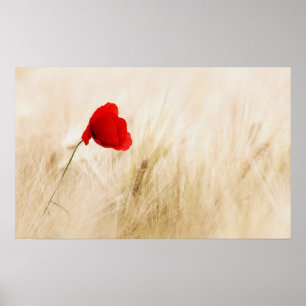 Poster Single Red Poppy in a Grassy Field