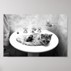 Pôster sink_cats_12 animais de estimação gatinhos ador