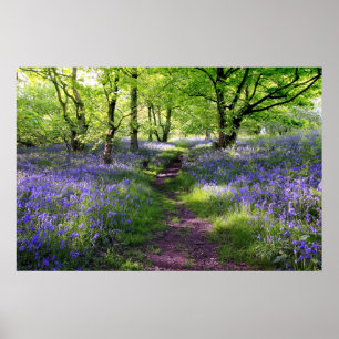 Poster Sinos azuis floresta, Scotland
