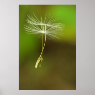 Poster Sinta-se livre - sementes de Dandelion voadoras