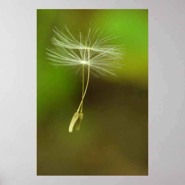 Poster Sinta-se livre - sementes de Dandelion voadoras (Frente)