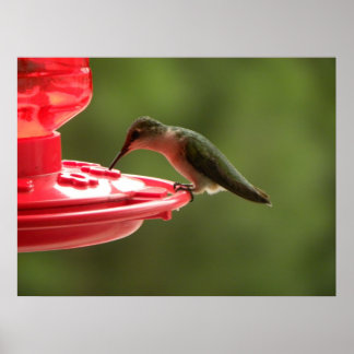 Pôster Sip Sip Sip Pequeno Hummer!