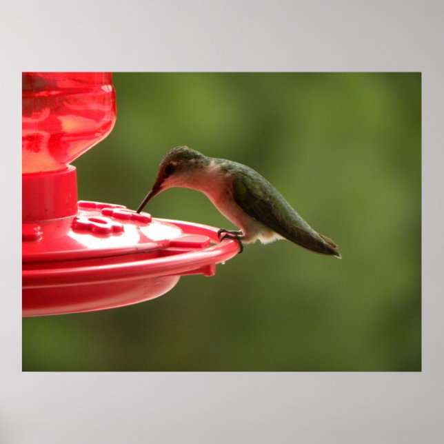 Pôster Sip Sip Sip Pequeno Hummer! (Frente)
