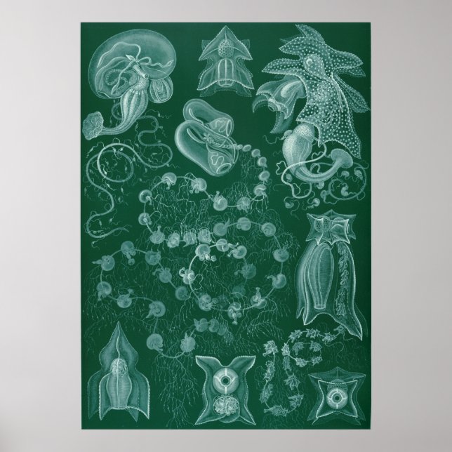 Poster Siphonophorae (Frente)