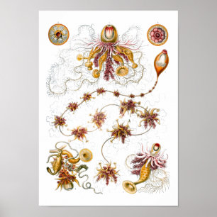 Pôster Siphonophorae Ernst Haeckel Fine Art