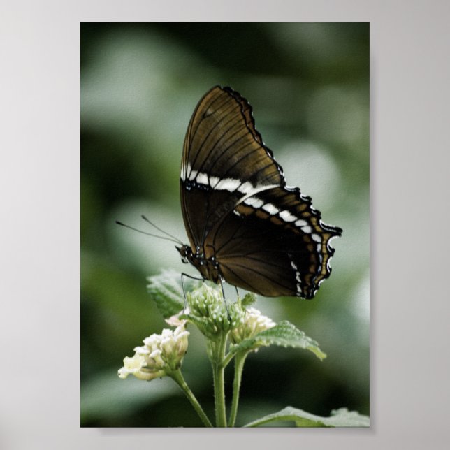Pôster Siproeta Print (Frente)