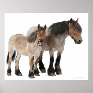 Pôster Sira de mãe e foal sorrindo, cavalo belga, belga