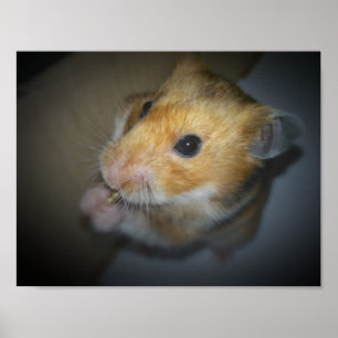 Poster sírio do hamster