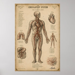 Poster Sistema Circulatório Anatômico Vintage