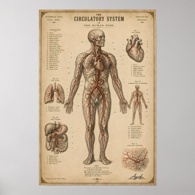 Poster Sistema Circulatório Anatômico Vintage (Frente)