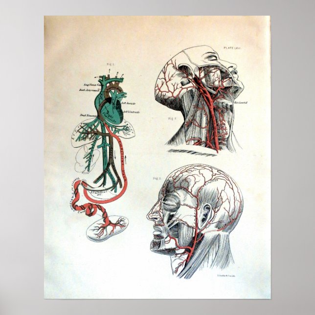 Poster Sistema circulatório craniano (Frente)