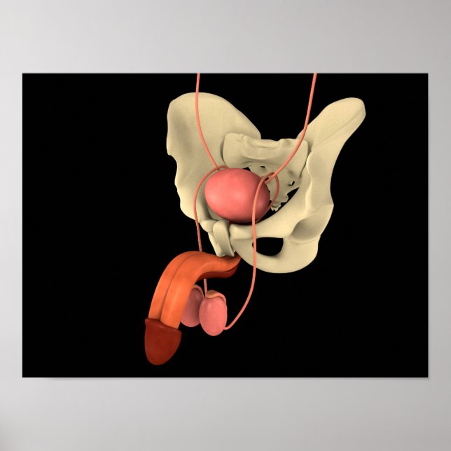 Poster Sistema de Reprodução Masculina Humana 2 (Frente)