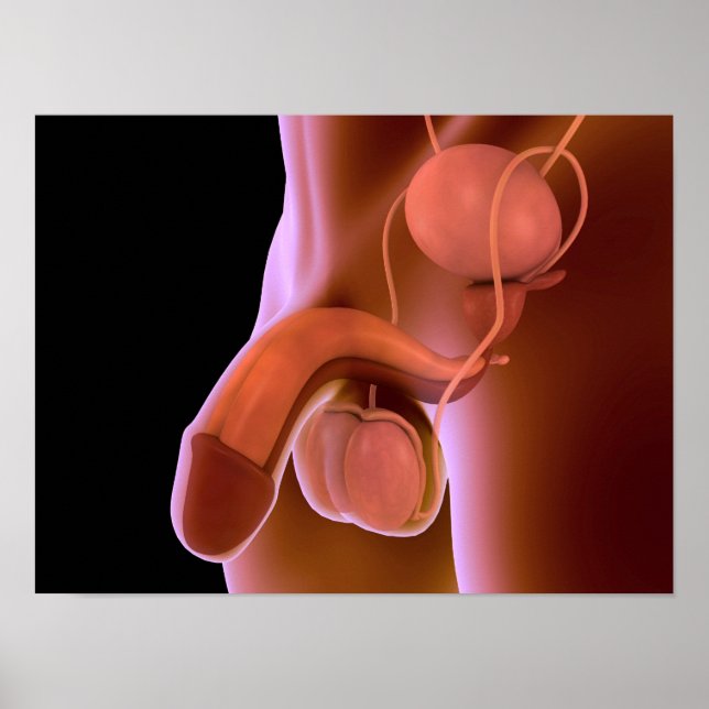 Poster Sistema de Reprodução Masculina Humana 4 (Frente)