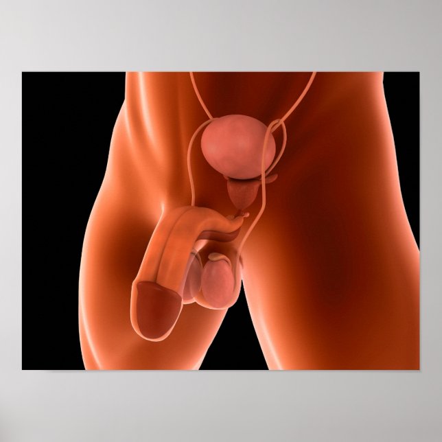 Pôster Sistema de Reprodução Masculina Humana 6 (Frente)