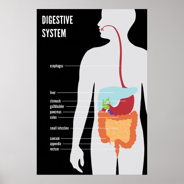Poster Sistema Digestivo (Frente)