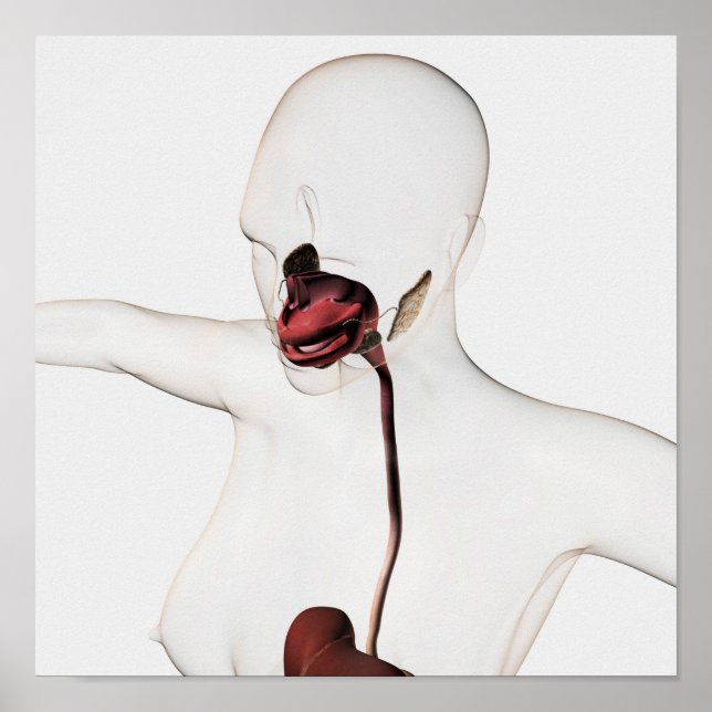 Poster Sistema Digestivo Humano 3 (Frente)