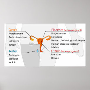 Poster Sistema Endocrino Humano Hormonas Reprodutivas