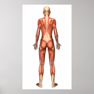 Pôster Sistema muscular fêmea, vista traseira
