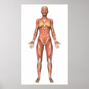 Poster Sistema Muscular Feminino, Vista frontal