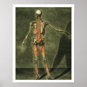 Pôster Sistema Muscular Profundo da Parte Traseira do Cor