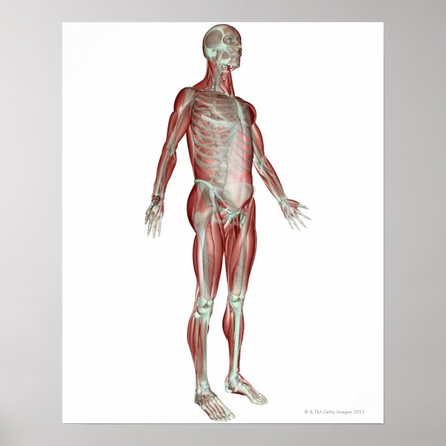 Pôster Sistema Musculosquelético 8 (Frente)