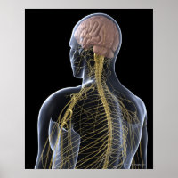 Sistema Nervoso Humano