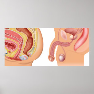 Poster Sistema redutor feminino e masculino